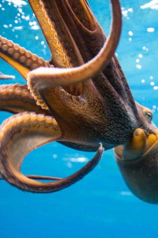 Honolulu: Scuba Diving for Certified Divers - Pricing and Value for Money