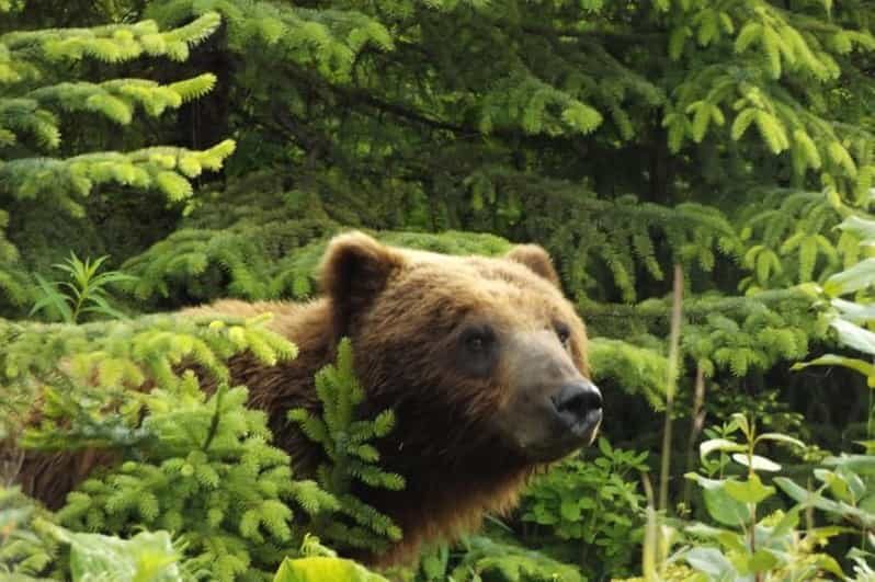 Hoonah: Chichagof Island Brown Bear Search - What This Tour Is Like in Practice