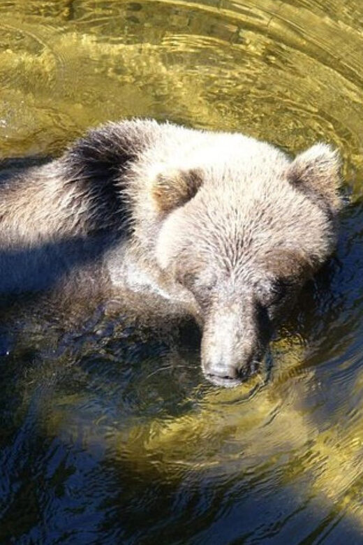 Hoonah: Chichagof Island Brown Bear Search - FAQ