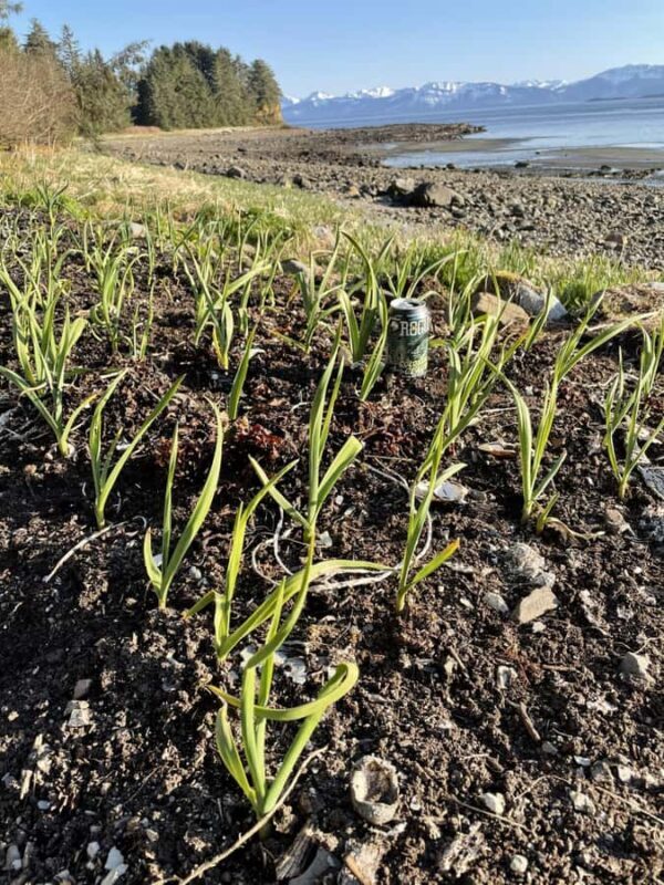 Hoonah: Icy Strait Village Tour and Crab Feast - FAQ