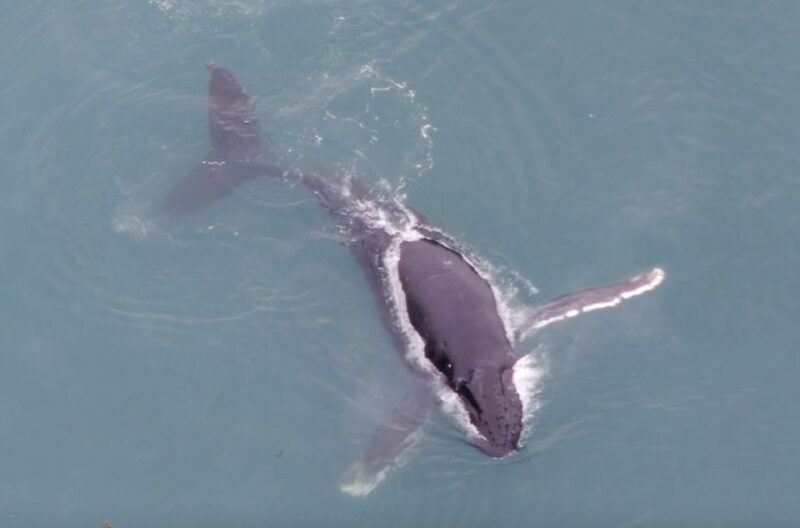 Hoonah: Icy Strait Whale Watch with Drone Filmography - The Practical Side: Logistics, Price, and Comfort