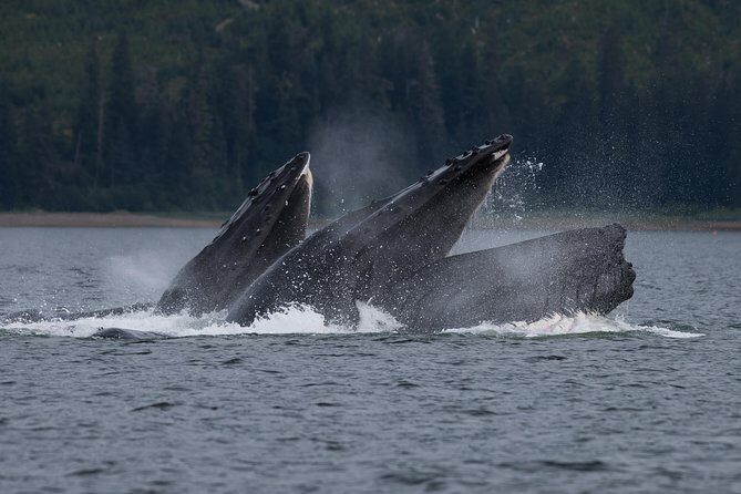 Hoonah Whale Tours - What’s the Tour All About?