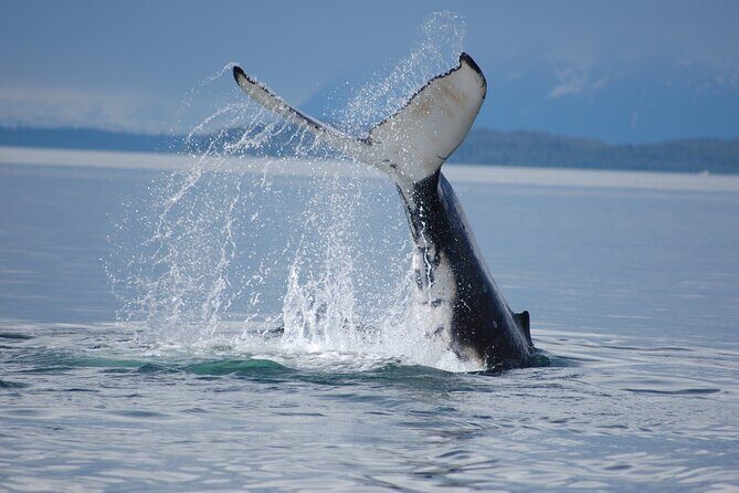 Hoonah Whale-Watching Cruise - Near Icy Strait Point - Why This Tour Is a Great Choice