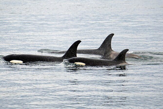 Hoonah Whale-Watching Cruise - Near Icy Strait Point - The Real Experiences from Travelers