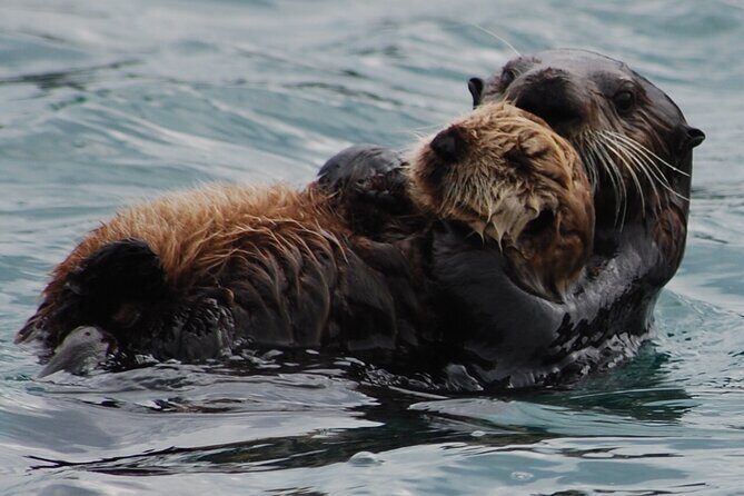 Hoonah Whale-Watching Cruise - Near Icy Strait Point - Practical Details: Making the Most of Your Trip