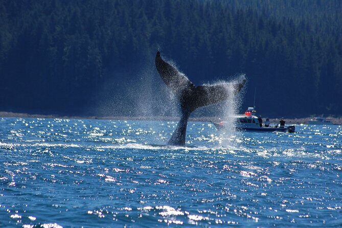 Hoonah Whale-Watching Cruise - Near Icy Strait Point - Who Should Consider This Tour?