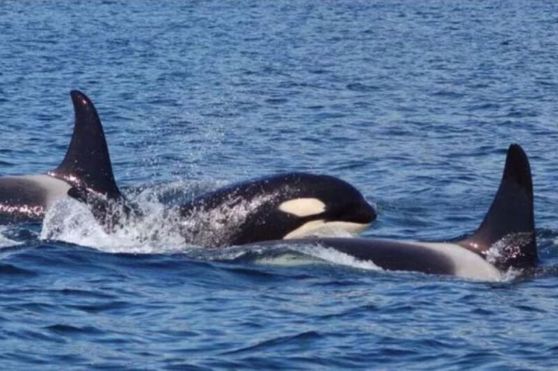 Hoonah: Whale Watching Cruise - Key Points