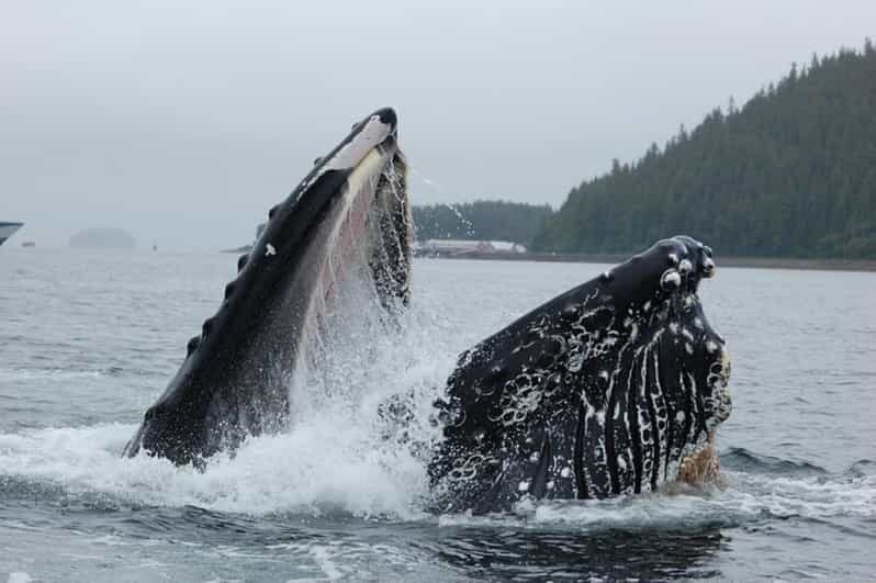 Hoonah: Whale Watching Cruise - What to Expect from the Whale Watching Cruise