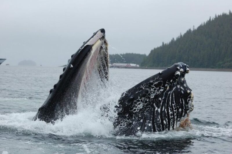 Hoonah: Whale Watching Cruise - Practical Tips for Your Trip