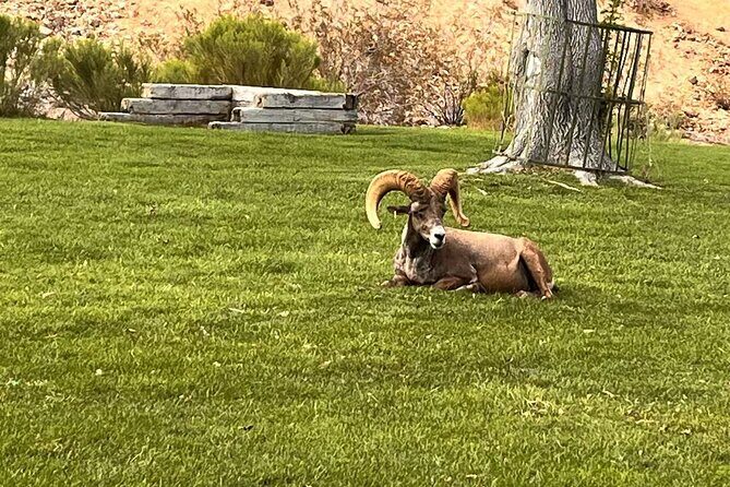 Hoover Dam, 7 Magic Mountains Small Group Half-Day Express Tour - Who Should Consider This Tour?