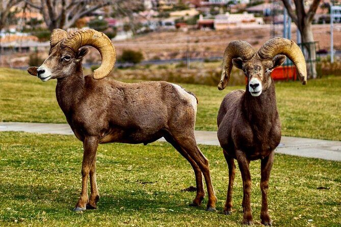 Hoover Dam Electric Bike Tour - FAQs