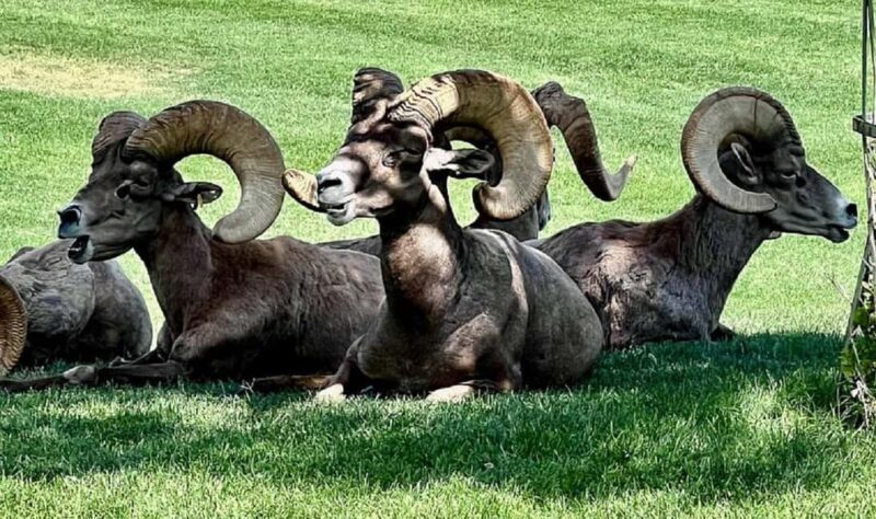 Hoover Dam,7 Magic Mountains VIP Experience Small Group Tour - Key Points