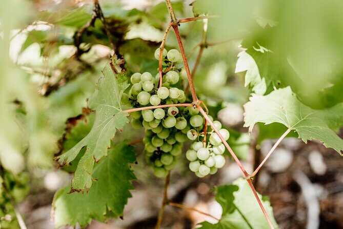 Hop on Hop Off Bus - Tamborine Mountain - Who Should Consider This Tour?