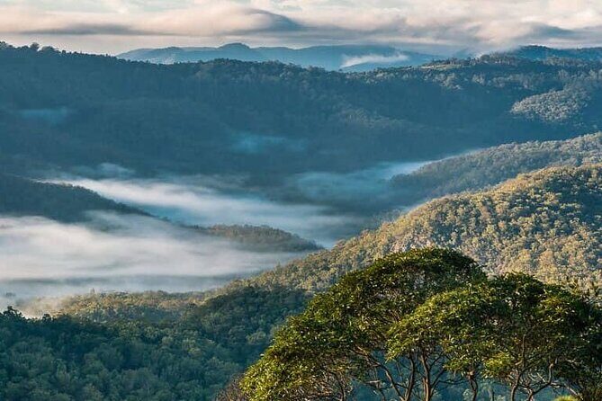 Hop on Hop Off Bus - Tamborine Mountain - Final Thoughts