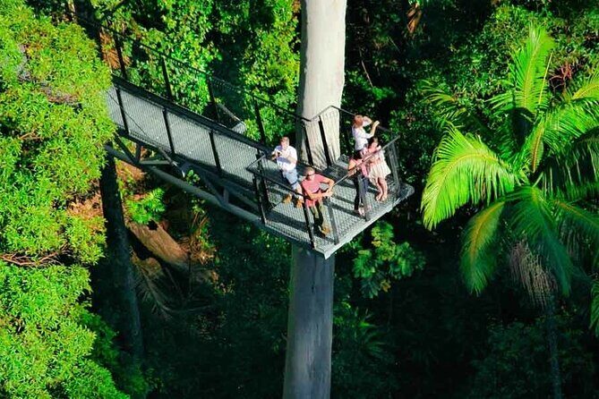 Hop on Hop off - Tamborine Rainforest Skywalk + Glow Worm Caves - What to Expect from the Itinerary