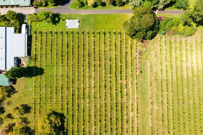 Hop on Hop off Wine tasting tour to Tamborine Mountain - The Wineries and Tastings