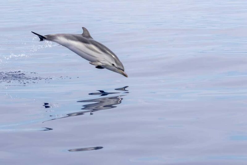 Horizon Large: whale watching off the coast of Saint-Cyr - What to Expect on the Tour