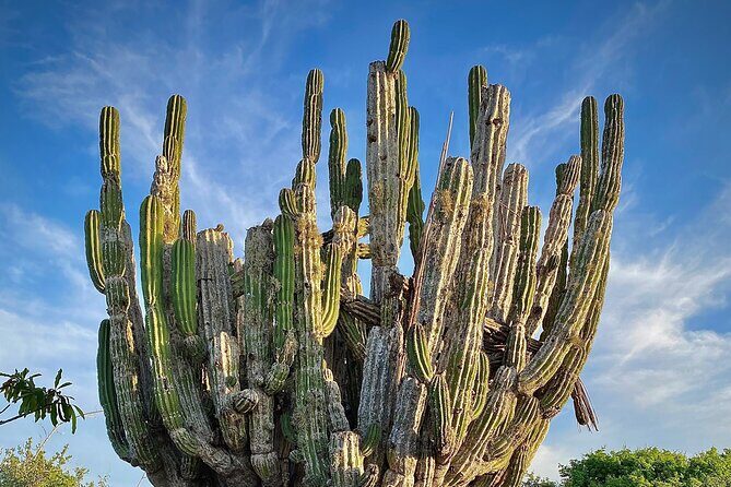 Horse Back Ridding Tour on the Pacific Ocean & Desert - Who Is This Tour Best For?