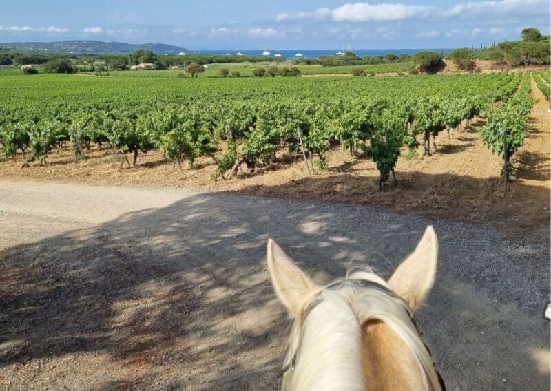 Horse back riding + wine tasting in Ramatuelle - The Sum Up