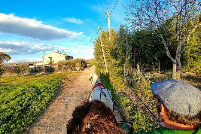 Horse Carriage Tour and Wine Tasting in Lazise - An In-Depth Look at the Experience