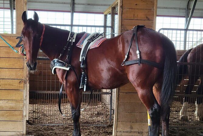 Horse-Drawn Carriage Tour of St Augustine - FAQ