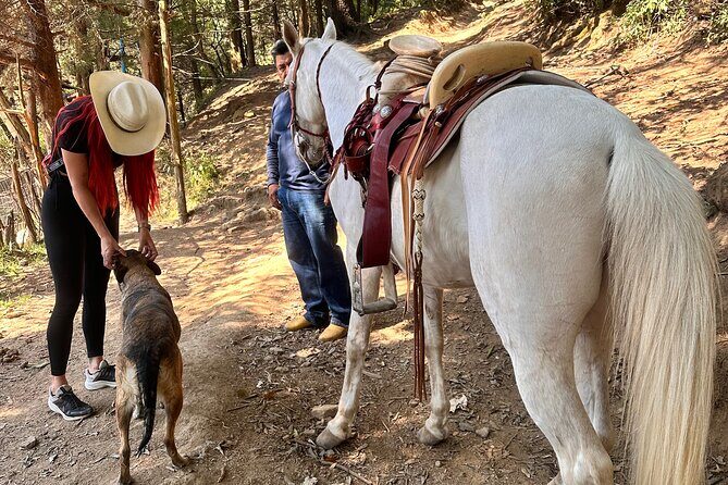 Horse experience with my family - Authenticity and Community Connection
