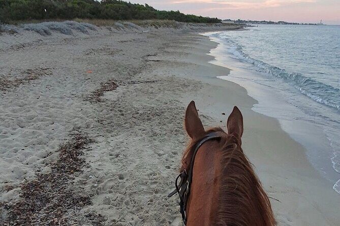 Horse ride in a Salento Nature Reserve with transfer from Lecce - Who Should Consider This Tour?