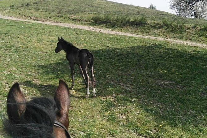 Horse ride in the Mugello (transfer from / to Florence) and Tuscan aperitif - Final Thoughts