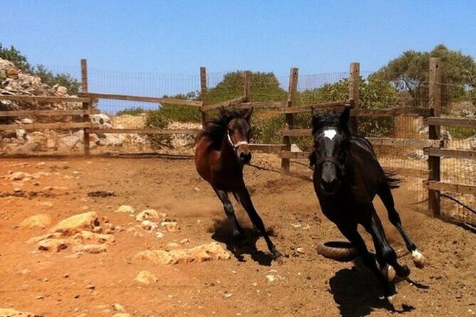 HORSE RIDING 1.5 hours mountains from area Hersonissos CRETE - What Do Travelers Say? Authentic Perspectives