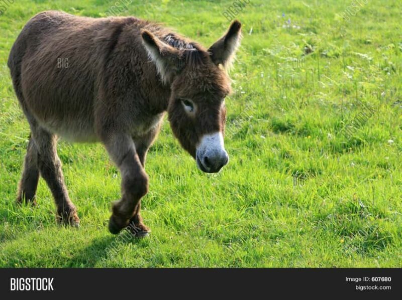 Horse Riding and Training Experience on a Farm in Antalya - What the Reviews Say