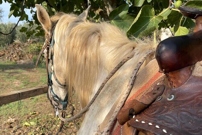 Horse riding excursion - Saddle Up for a Scenic Horse Riding Excursion in Calabria