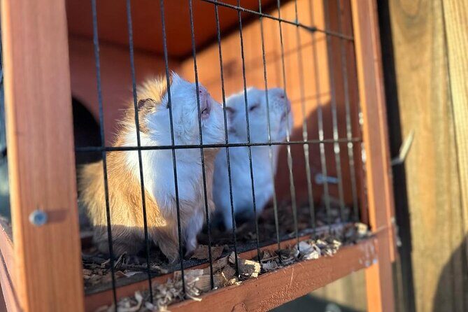 Horse Riding in Aveiro - Ílhavo - Practical Details and Considerations