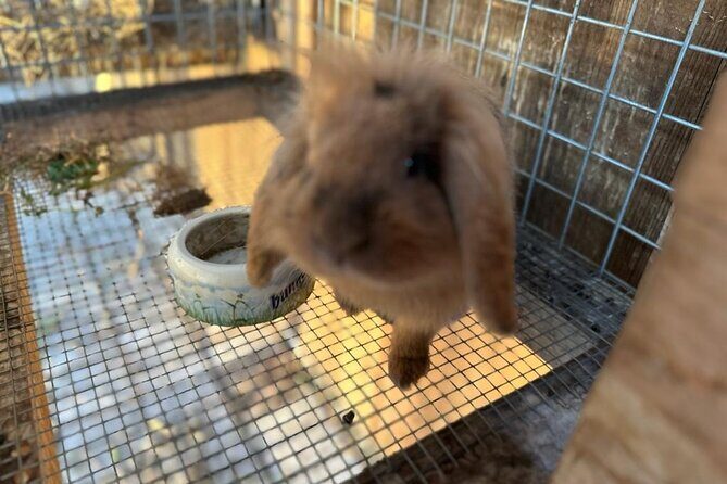 Horse Riding in Aveiro - Ílhavo - FAQ