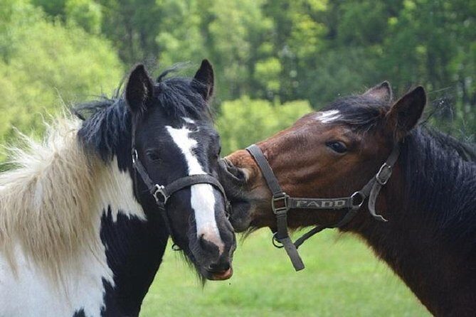 Horse Riding Small Group near Lucca - The Itinerary in Detail