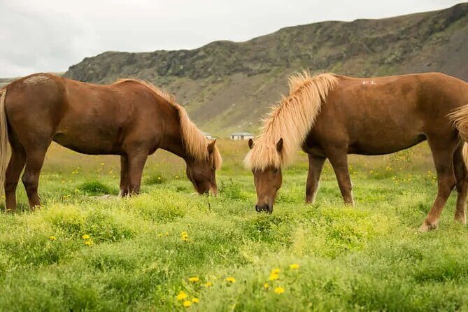Horse Riding Tour in Reykjadalur (Smoky Valley)-All Riding Levels - Customer Feedback and Authentic Perspectives