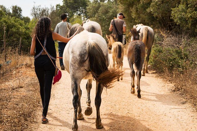 Horse Sanctuary: A nature walk with Rescued Horses by your side - Introduction