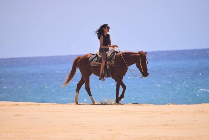 Horseback Adventures - Horseback Adventures in Cabo San Lucas: Your Guide to Riding Along Migrino Beach
