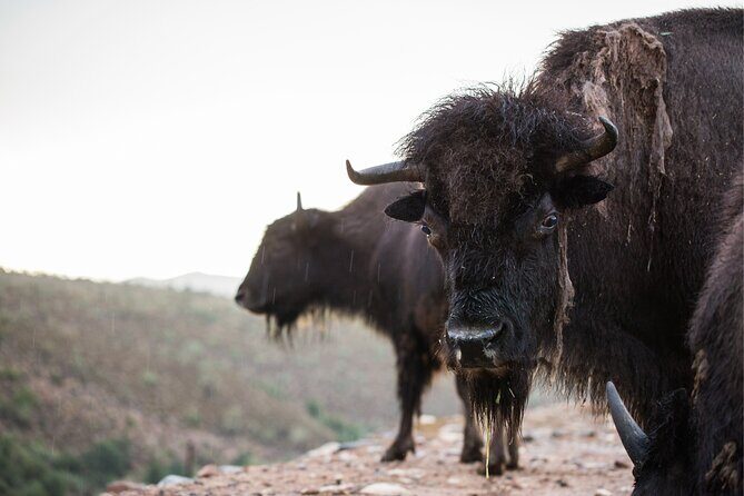 Horseback Ride near the Grand Canyon's West Rim - Key Points