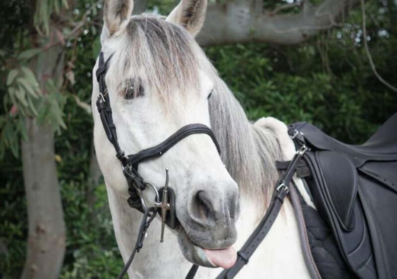 Horseback Ride on Mt. Vesuvius - What to Expect from the Horseback Ride on Vesuvius