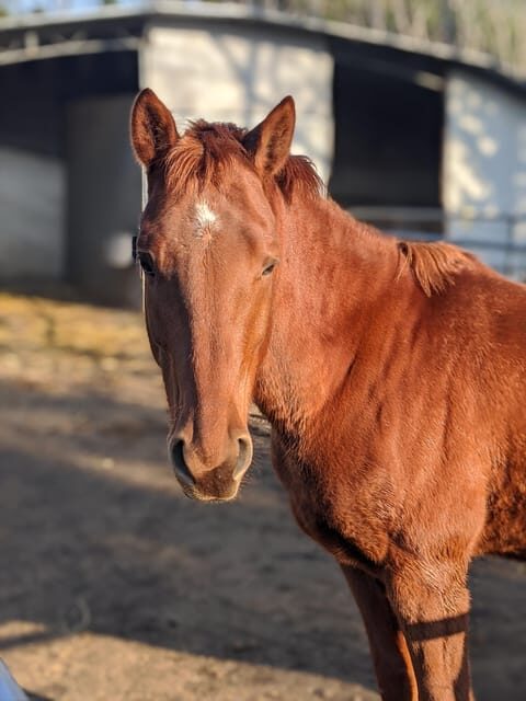Horseback Ride on Mt. Vesuvius - Final Thoughts: Who Is This Tour Best For?