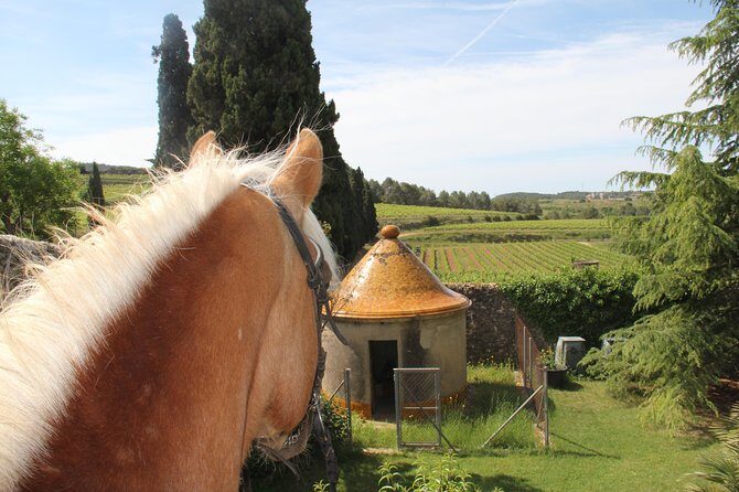 Horseback Ride, Penedes, Wine Tasting & Tapas Private Tour - Frequently Asked Questions