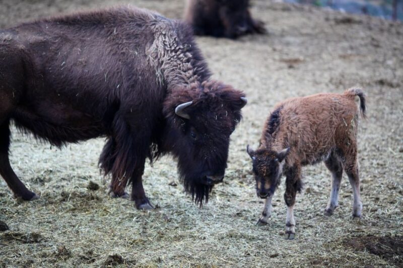 Horseback Ride thru Joshua Tree Forest with Buffalo & Lunch - FAQs