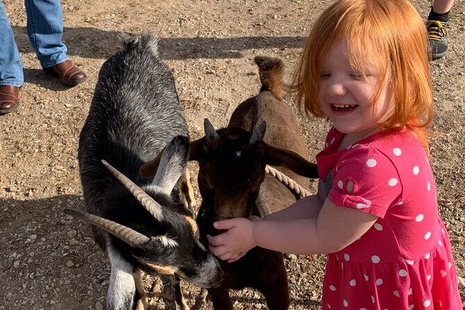 Horseback Rides, Interactions, and Petting Zoo - Why It’s a Good Fit