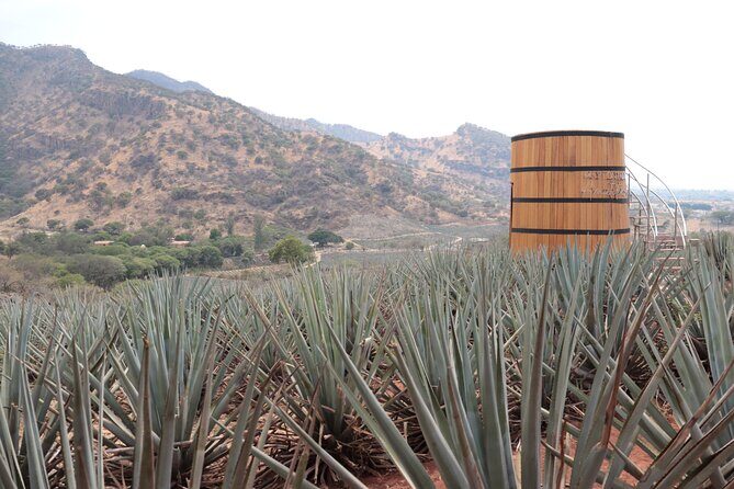 Horseback Riding among Agaves and Food: Experience the Morning in Amatitan - Key Points:
