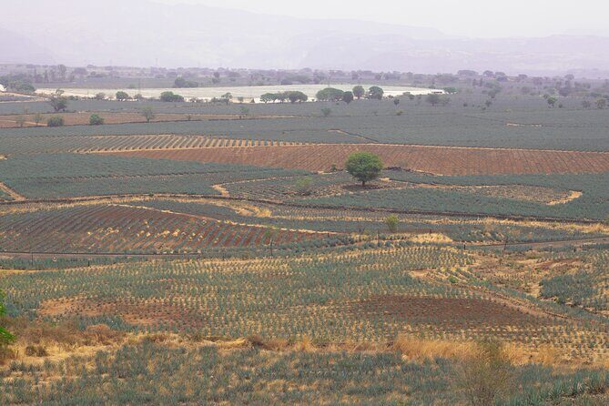 Horseback Riding among Agaves and Food: Experience the Morning in Amatitan - FAQ