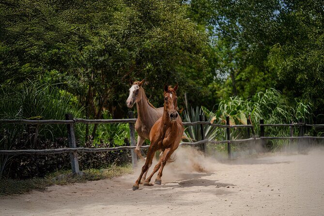 Horseback Riding and Cenote Swim from Cancun or Playa del Carmen - Pricing and Value
