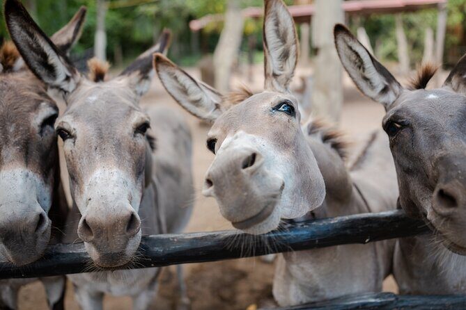 Horseback Riding and Cenote Swim from Cancun or Playa del Carmen - FAQs