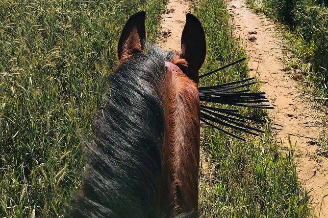 Horseback riding around Doñana - What Travelers Are Saying