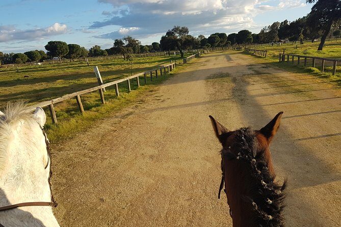 Horseback Riding Experience in Aljarafe, Doñana park from Seville - The Horses and the Guides