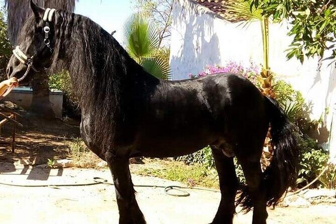 Horseback Riding in Cartagena (Spain) - An Overview of what to Expect from the Tour